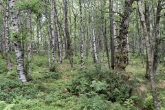 loheland Rotes Moor Karpatenbirkenwald