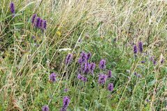 loheland2018 Heilziest Betonie