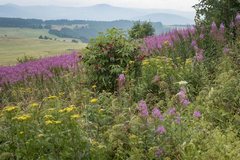 loheland2018 Pflanzen der Landschaft