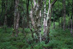 loheland2018 Rotes Moor Birkenwesen