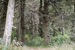 loheland2018 Wilde Baumgestalten Wasserkuppe